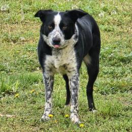 Kate - Border Collie