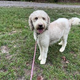 Oakley - Brown and white female Bernedoodle puppy in Malvern, Arkansas from Cove Creek Companions