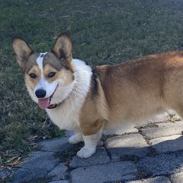 Trigger - Pembroke Welsh Corgi