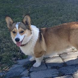 Trigger - Pembroke Welsh Corgi