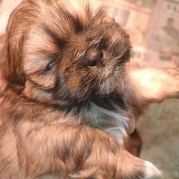 Charlie - Sable and white male Shih Tzu puppy in Austin, Minnesota from Bearpaw Shih Tzus