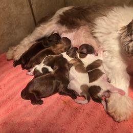 Male chocolate - Chocolate male Shih Tzu puppy in Missouri from Farm Animal Mommy Shih tzu's Michalek Dog Breeder