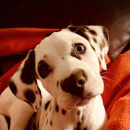 Dalmatian and Pembroke Welsh Corgi Puppies from Rocky Top Pembroke Corgis