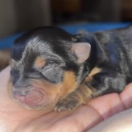 Traditional Boy - Black and tan male Yorkshire Terrier puppy in Gilbertown, Alabama from Sasha's Yorkie Pups