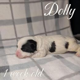 Dolly - Black and white female Havanese puppy in Moulton, Alabama from LaBeouf Havanese’s
