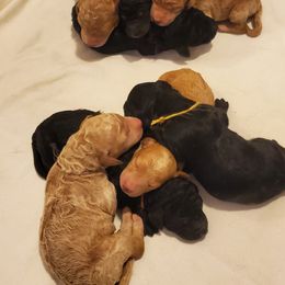 Labradoodle and Labrador Retriever Puppies from Millies Kennel