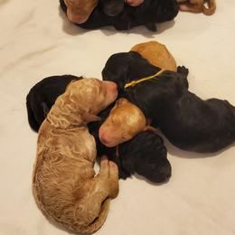 Labradoodle and Labrador Retriever Puppies from Millies Kennel