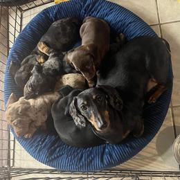 Dachshund Puppies from Mahzian Miniature Dachshunds