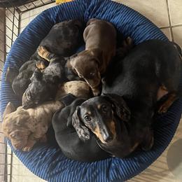Dachshund Puppies from Mahzian Miniature Dachshunds