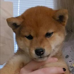 Sakura - Red female Shiba Inu puppy in Marianna, Florida from Diwasou