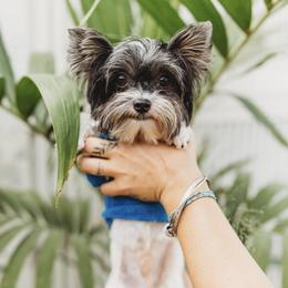 Pal - Yorkshire Terrier