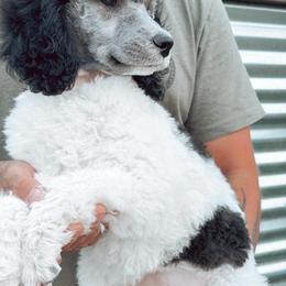 Candy - female Assorted Doodle Crosses puppy in Klamath Falls, Oregon from Dutton’s Doodles