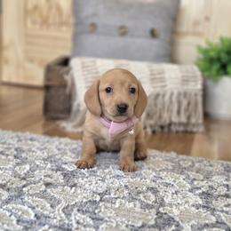 ALC Meet Gerdie :) - Red female Dachshund puppy in Centerville, Iowa from Barnyard Dachshunds, Dals & Doodles