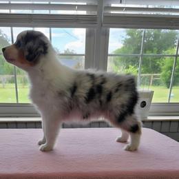 Girl 2 - Blue merle female Australian Shepherd puppy in Anthony, Florida from Calypso Chow Chows and Australian Shepherds