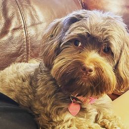 BAILEY - Havanese