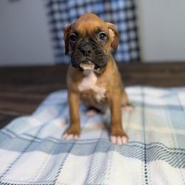 Boy 2 - Fawn male Boxer puppy in Prestonsburg, Kentucky from Bre’s Boxers
