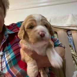Botia - Buff and white female Cockapoo puppy in Sewell, New Jersey from Della Luna Cocker Spaniels and Cockapoo Puppies