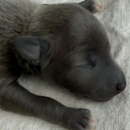 Girl 2 - Italian Greyhound puppy in New York, New York from Julia's Italian Greyhounds