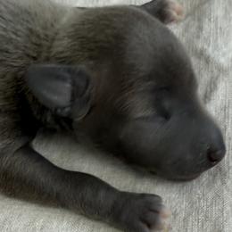 Girl 2 - Italian Greyhound puppy in New York, New York from Julia's Italian Greyhounds