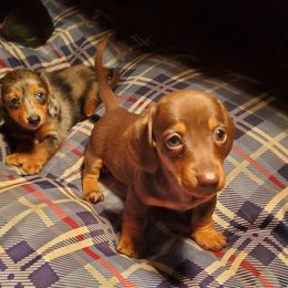 Frank - Chocolate and tan male Dachshund puppy in Delaware, Oklahoma from Lauren Shipley