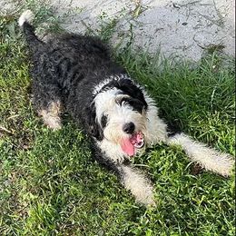 Braelyn - Bernedoodle