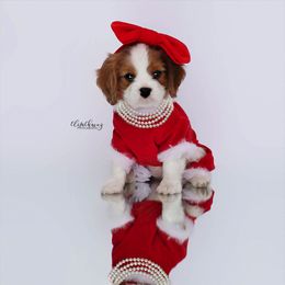 Border Collie and Cavalier King Charles Spaniel Puppies from Casa De Cavaliers