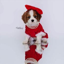 Border Collie and Cavalier King Charles Spaniel Puppies from Casa De Cavaliers
