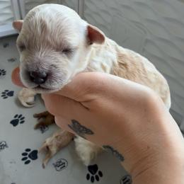 Boy 2 - Apricot male Poodle puppy in Grass Valley, California from Cuddle Paws Poodles