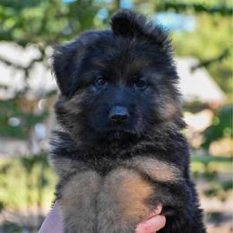 Alibi - German Shepherd