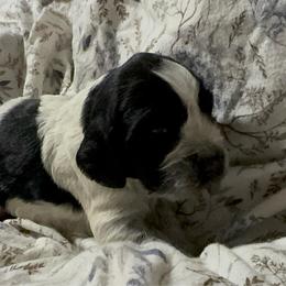 Bea - Black and white female English Springer Spaniel puppy in Coeur D'alene, Idaho from Springer Hollow