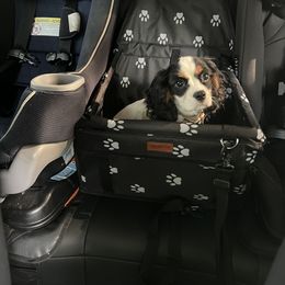 Cavalier King Charles Spaniel Puppies from Wilson Park Cavaliers