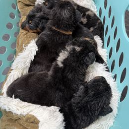 Blue Collar - Black and rust male Beauceron puppy in Floyd’s Knobs, Indiana from Birdwing Beaucerons