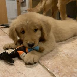 Golden Retriever Puppies from Lake Champlain Goldens