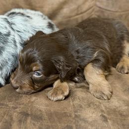Taz - Brown and white male Aussiedoodle puppy in Warrensburg, Missouri from Dreamer Ridge Puppies