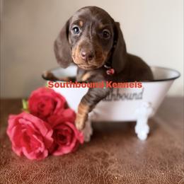 Sully - Chocolate and tan male Dachshund puppy in Leoma, Tennessee from Southbound Kennel