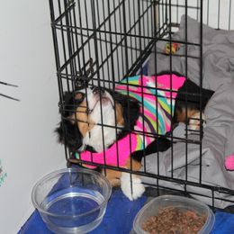 Bernese Mountain Dog Puppies from Baby Bear Bernese Kennel