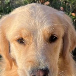 Golden Retriever Puppies from Crimson Sky Goldens
