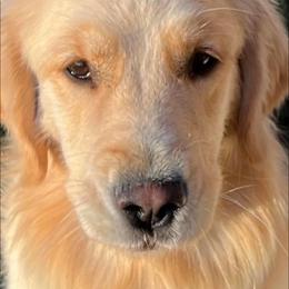 Golden Retriever Puppies from Crimson Sky Goldens