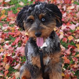 Layla - Aussiedoodle