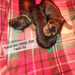 Yorkshire Terrier Puppies from Hip Hoppin Yorkies