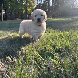 Golden Retriever Puppies from Trillium Spring's Goldens