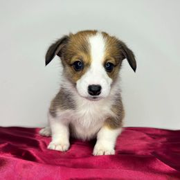 Pembroke Welsh Corgi Puppies from Sapphire Iris Corgis