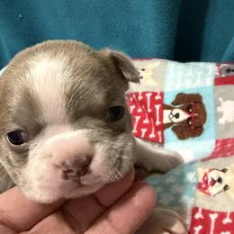 Prince Adam - Lilac male Boston Terrier puppy in Wellington, Ohio from Twist of Faith Farms