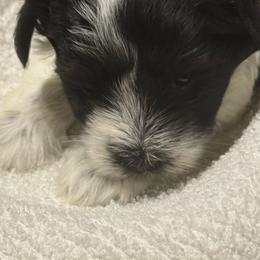 Isis - Parti female Miniature Schnauzer puppy in New Bern, North Carolina from DJS Delightful Miniature Schnauzers