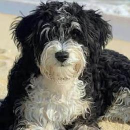 Bernedoodles, Cavapoos, Poodles, and Soft Coated Wheaten Terriers from Island Poodles & Wheatens