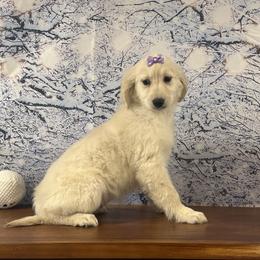 Remy - Cream female Goldendoodle puppy in Owenton, Kentucky from Elagant Acres