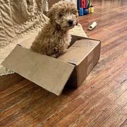 Goldendoodle Puppies from Ohio Valley Doodles