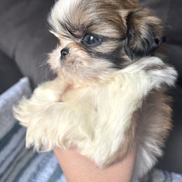 Orange boy - Tricolor male Shih Tzu puppy in Lakeland, Florida from Sunshine Shih Tzus