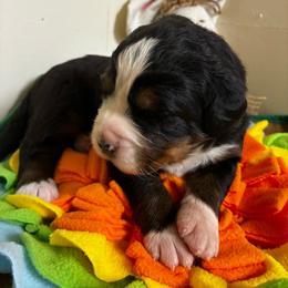 Green Cilantro - Black rust and white female Bernese Mountain Dog puppy in Carlotta, California from Aunt-T’s Australian Shepherds