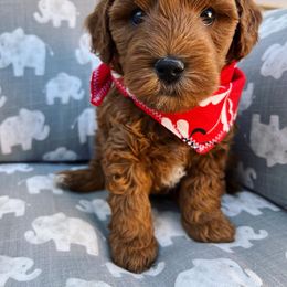 Goldendoodle Puppies from Millie Billie Doodles